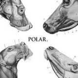 This Polar Noise (EP) Lyrics Polar.
