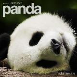 Panda Volume One Lyrics Sensorica